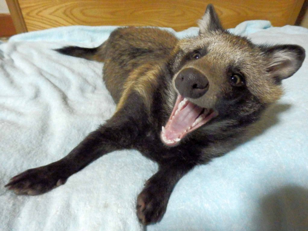 02-tanu-raccoon-dog-japan1