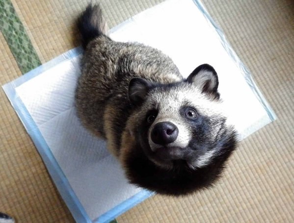 06-tanu-raccoon-dog-japan1