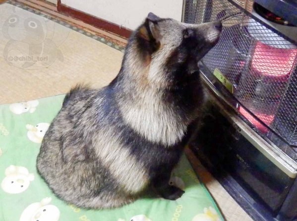 07-tanu-raccoon-dog-japan1