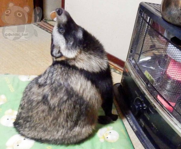 08-tanu-raccoon-dog-japan1