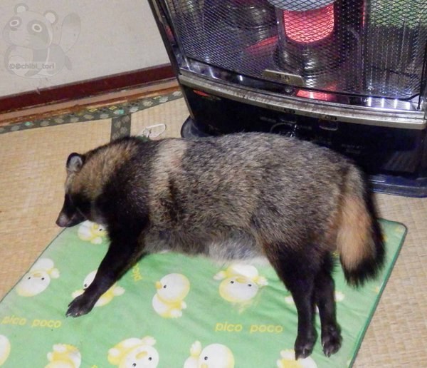 09-tanu-raccoon-dog-japan1