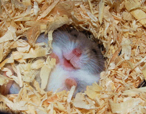 Happy Hamster Is Happy Happy Hamster Is Happy