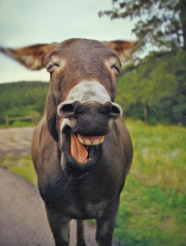 Laughing Donkey Laughing Donkey