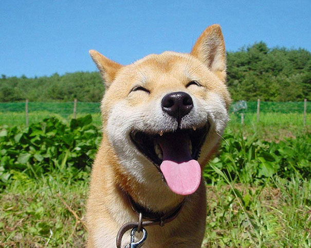 Happy Dog Happy Dog