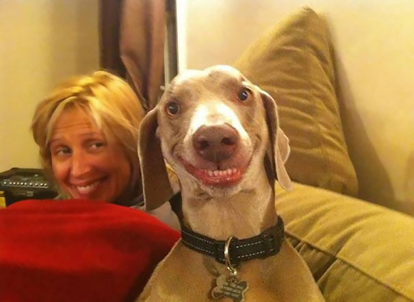 Smiling Dog Smiling Dog