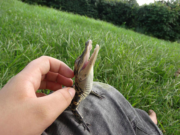 Baby Crocodile Baby Crocodile