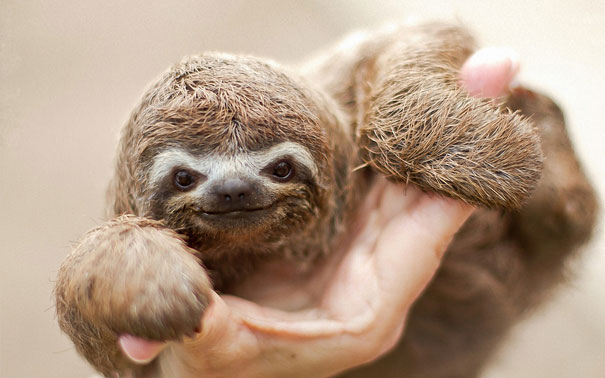 Baby Sloth Baby Sloth
