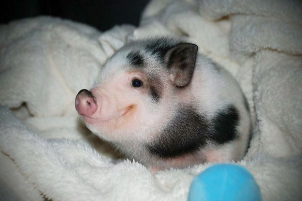 Piglet Piglet