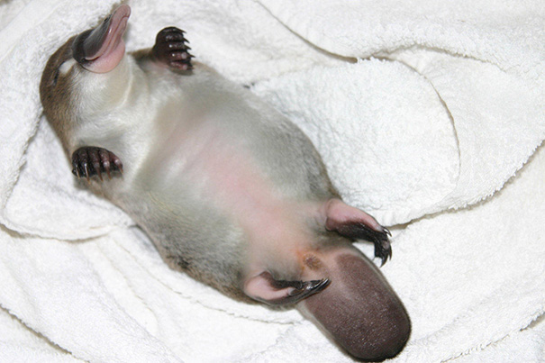 Baby Duck-billed Platypus Baby Duck-billed Platypus