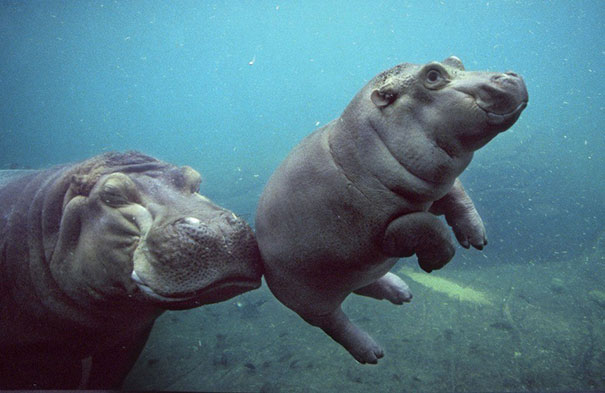 Baby Hippo Baby Hippo