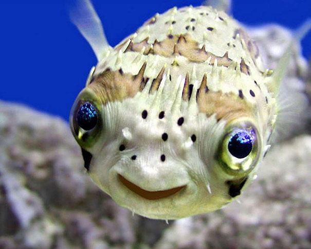Smiling Fish Smiling Fish