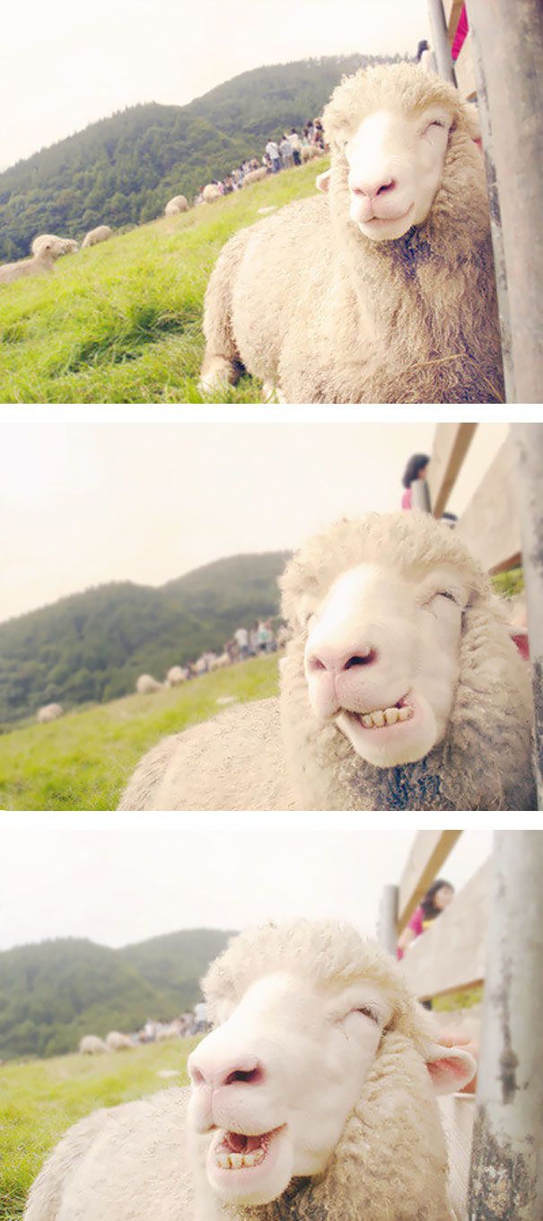 Happy Sheep Happy Sheep
