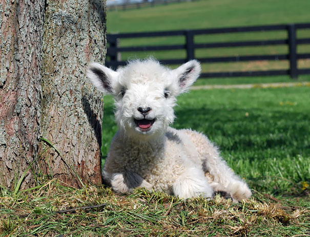 Happy Lamb Happy Lamb