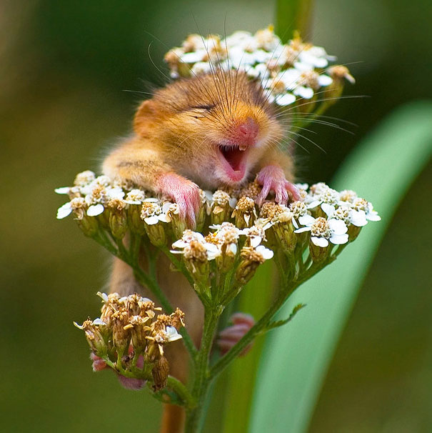 Happy Mice Happy Mice