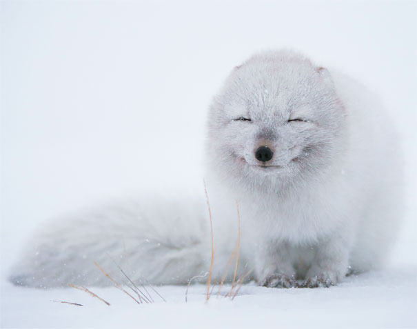 Smiling Fox Smiling Fox