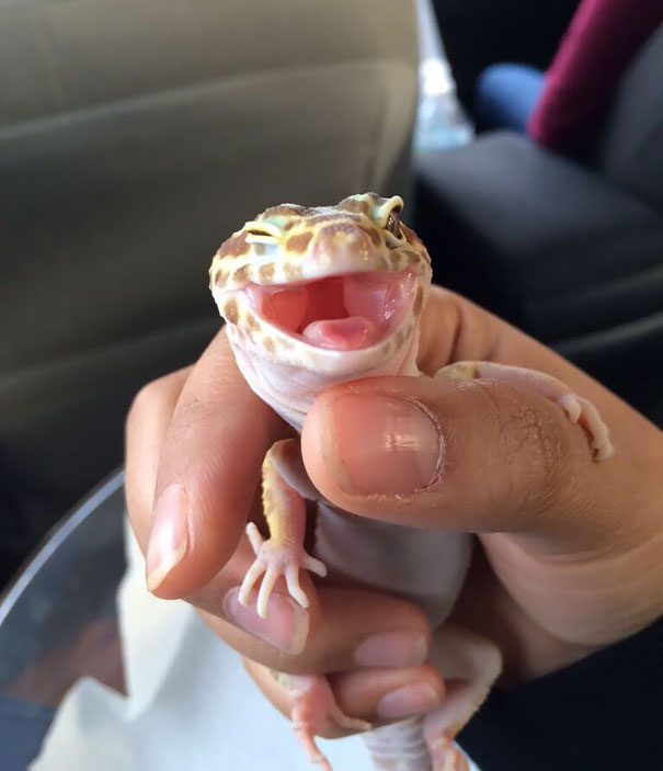 Ridiculously Photogenic Leopard Gecko Ridiculously Photogenic Leopard Gecko