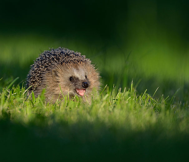 Hedgehog Hedgehog