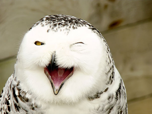 Owl Owl