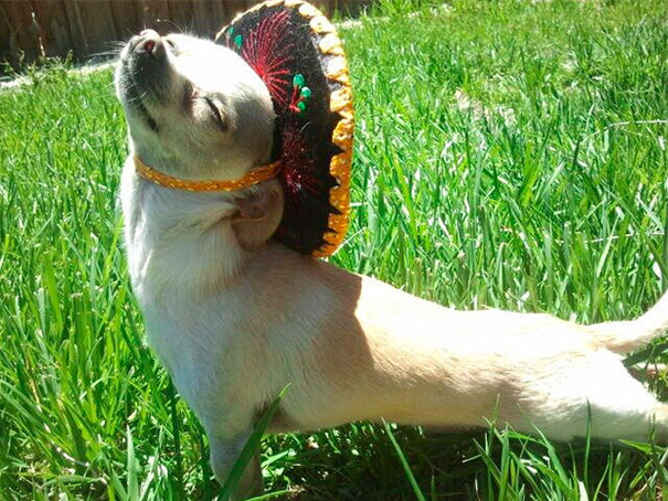 Happiest Pup In The World Happiest Pup In The World