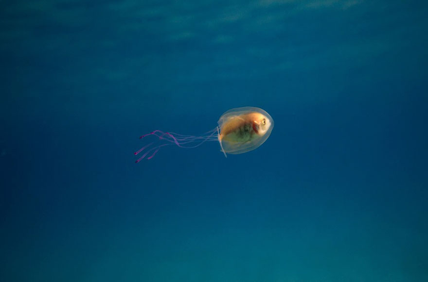 fish-trapped-inside-jellyfish-5