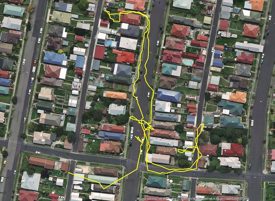 gps-tracker-cat-movement-map-lithgow-central-tablelands-local-land-services-1