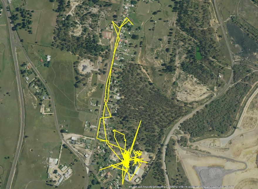 gps-tracker-cat-movement-map-lithgow-central-tablelands-local-land-services-2
