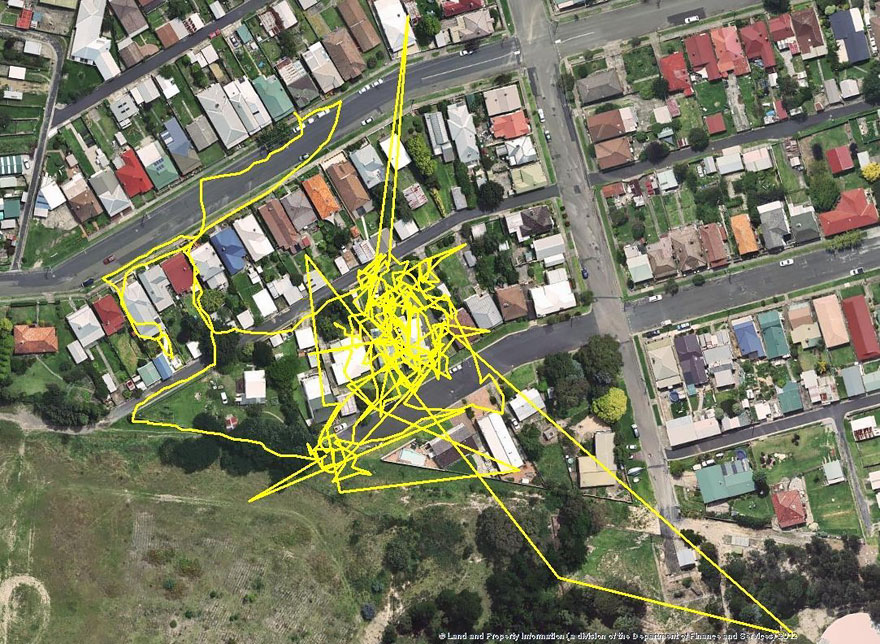 gps-tracker-cat-movement-map-lithgow-central-tablelands-local-land-services-6
