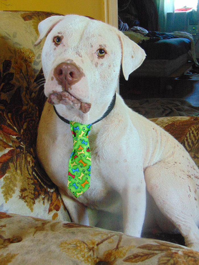 rescue-pit-bull-adopted-mange-mojo-13