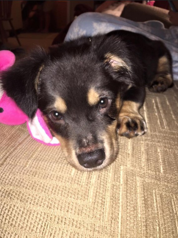 With the video receiving so many views, Southern Indiana Animal Rescue addressed some questions about Napoleon: