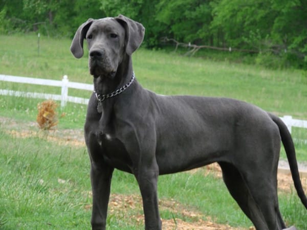 dane-600x450